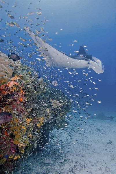 Indonesia, Papua Manta ray, fish and coral